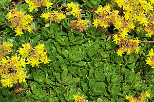 Sedum hybridum Immergrünchen