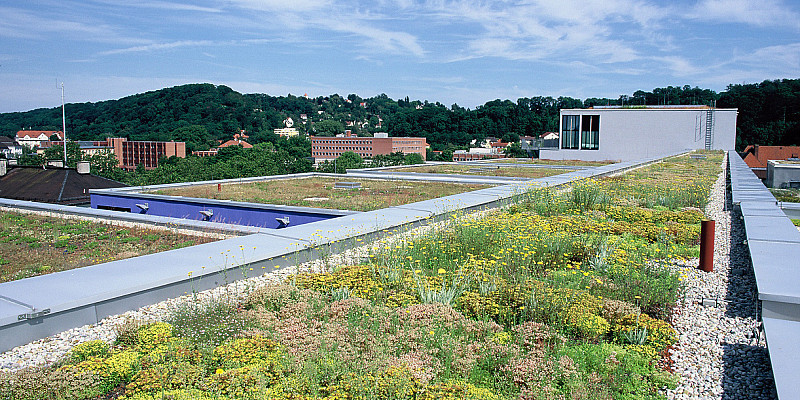 Bild zum Thema Dachbegrünung