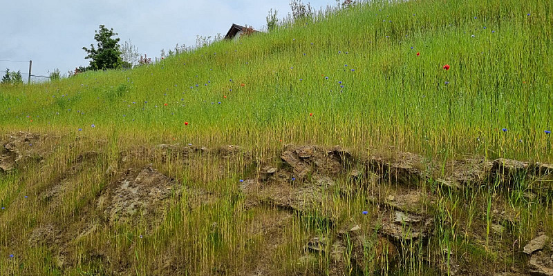 Bild zum Thema Regiosaatgut