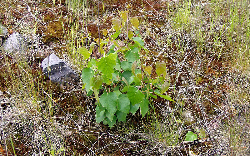 Alternativtext für Slide 4